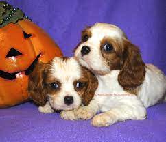 Akc Cavalier King Charles Spaniels They Have Been Adopted But We May Have More Please See Our W English Bulldog Puppies Cavalier King Charles Spaniel Puppies