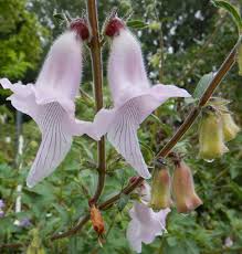 Image result for Ceratotheca sesamoides