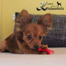 Russkiy Toy Russian Toy Terrier Russian Toys Cute Animal Photos