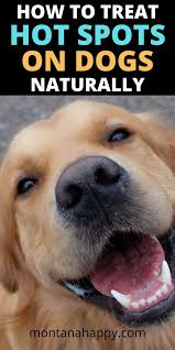 Treating Dog Hot Spots With Home Remedies Montana Happy In 2020 Dog Hot Spots Dog Hot Spots Remedy Hot Spot