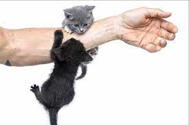 kedi tirmigi hastaligi nedir nedenleri belirtileri ve tedavisi kedi