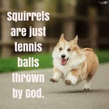 Pin By Animalsarebae On Dog Humor Corgi Funny Cute Corgi Corgi Memes