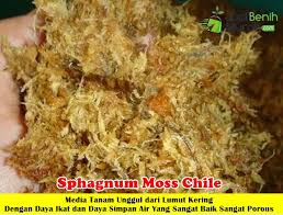Image result for chilean sphagnum moss