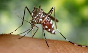 Japanese models catch Dengue fever after visiting source of outbreak