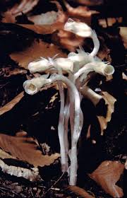 Image result for Belonophora