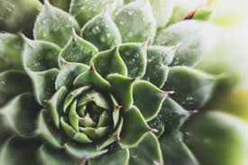 Image result for Crassulaceae