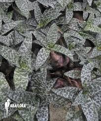 Image result for Lessertia pauciflora