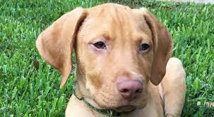 Vizsla Lab Mix Complete Vizslador Information Guide My Dogs Info