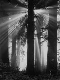 Black And White Photography Prints For Sale Black And White Photography Wall Art And Home Decor At Art Com Photography Prints Art Redwood Forest Black And White Photography