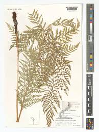 Image result for Dryopteris athamantica