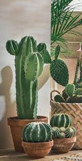 27 Beauty Cactus And Succulent Garden Ideas For Indoor Page 2 Of 29 Cactus Arrangement Small Cactus Plants Cactus Plants