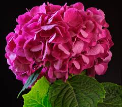 Seamless wallpaper with beautiful hydrangea red flowers. Desktop Wallpapers Pink Color Flower Hydrangea Closeup Black