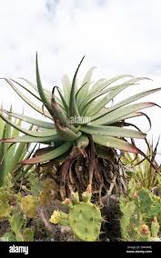 Image result for Aloe wildii