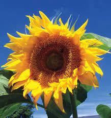 A Plant That Provides Beauty As Well As A Harvest A Sunflower Is Well Worth Planting Here We Have Growing Sunflowers Organic Vegetable Garden Organic Plants