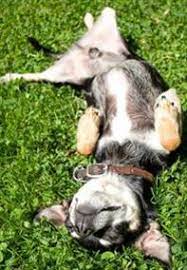 Back when toby was a puppy, he was a pro at rolling over. Dog Training Tips Train Your Dog To Roll Over Pedigree