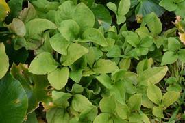 Image result for Mesanthemum africanum