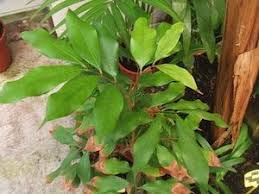 Noyaux Pepins Germinations Faciles En Interieur Astuce Jardin Planter Des Fleurs Idee Jardinage