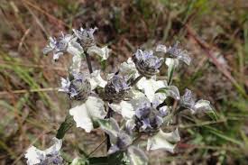 Image result for Haumaniastrum caeruleum