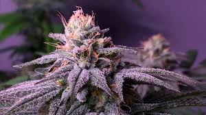 Maybe you would like to learn more about one of these? Lawsuit Reveals Divide Over Regulation Of Medical Marijuana Businesses And Extraction Labs Montana Free Press