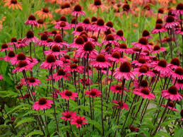 We're finally starting to spend the odd day outdoors without jackets on, and we couldn't be happier. 8 Popular Perennials Diy