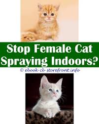 As the urine emitted in spraying is pungent, and can cause stains to furniture and carpets, spraying can be a problem for many cat owners. 16 Sensational Cat Spraying No More Male Cat Spraying Cat Spray Cats