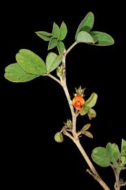 Image result for Indigofera subulata