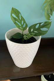 Monstera Adansonii Swiss Cheese Vine Starter Plant Externos Jardim