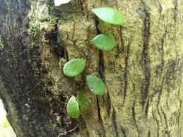 Image result for Pyrrosia stolzii