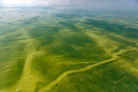 Typically, green fungus sits between the pleopods, where the shell of the shrimp is thinner and thus more consistent for the ectoparasite. Lake Erie S Toxic Green Slime Is Getting Worse With Climate Change Inside Climate News
