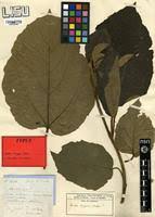 Image result for Cordia millenii