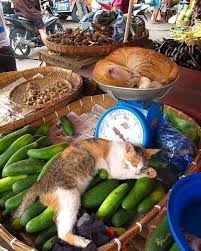 Bazaar Has Its Own Rules Yarim Kilo Salatalik Ve Kilo Kilo Tatli Kedi Photo From My Sweetie Cat Thanks Via Kit Kittens Cat Sleeping Crazy Cats