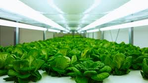 Grow lights should be on for at least 14 but no more than 18 hours per day; Grow Light Options For Indoor And Vertical Farming