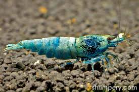 Blue Bolt Shrimpery Avec Images Aquarium Eaux Douces Paludarium