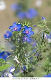 Image result for Lysimachia monelli