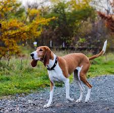 Image result for švycký honič