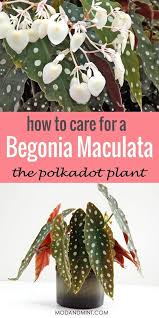 How To Care For A Polkadot Begonia Maculata Plant Begonia Maculata Plants Begonia