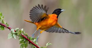 Listen to baltimore oriole song in high quality & download baltimore oriole song on gaana.com. Featured Birds Baltimore And Bullock S Orioles