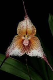 The Beautiful Monkey Orchid Is Extremely Rare Beautiful And Precious It Is Found In Ecuador South America Monkey Orchid Strange Flowers Unusual Flowers