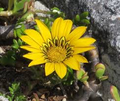 Image result for Hirpicium