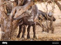 Image result for Philenoptera nelsii