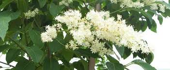 Broad leaves cast good shade cover. Syringa Species Japanese Tree Lilac Syringa Reticulata