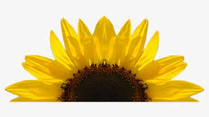 Free Free 205 Transparent Background Sunflower Seeds Clipart SVG PNG EPS DXF File