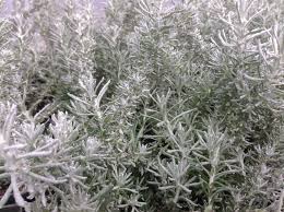 Image result for Helichrysum nitens