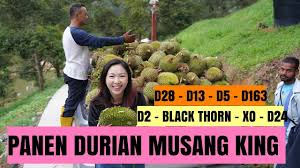 Benda yang paling hot dan viral pasal durian hari ni ialah durian crepe. Ke Kebun Durian Panen Musang King The Best Durian In The World Durian Malaysia Paling Enak Youtube
