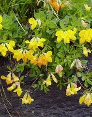 Image result for Lotus namulensis