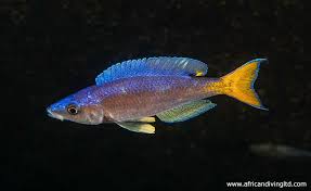 Image result for Cyanotis sp. aff. C. lapidosa