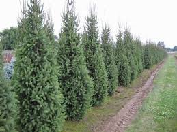 Cupressina columnar norway spruce | evergreen trees. Picea Abies Cupressina For Shelter And Seclusion Pahl S Market Apple Valley Mn