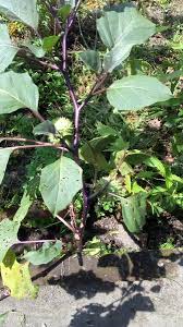 Daun ini seringkali juga dianggap sebagai daun pengganggu. Jual Daun Kecubung Ungu Atau Wulung Segar Atau Baru Dipetik Di Lapak Angetmas Bukalapak