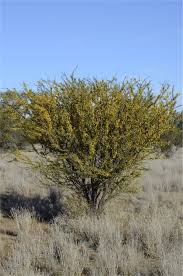 Image result for Acacia pentagona