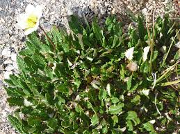Image result for Xerophyta suaveolens
